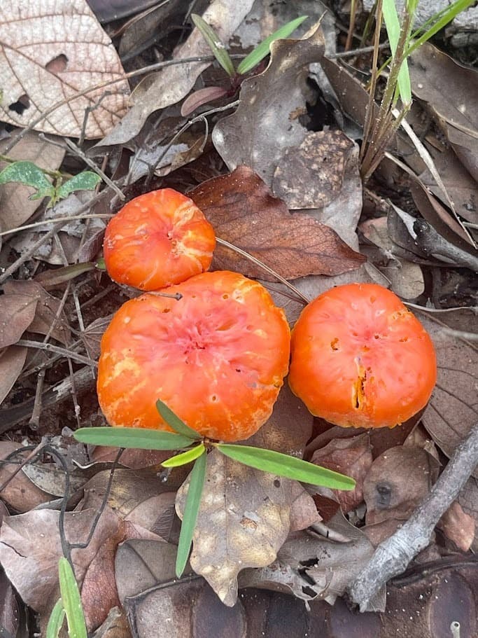 Capacitação e Formação em Métodos de Estudo da Biodiversidade