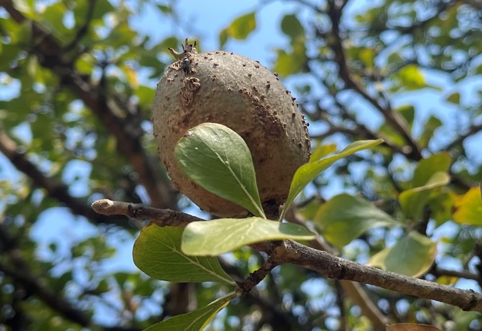 Conservação, carbono e florestas