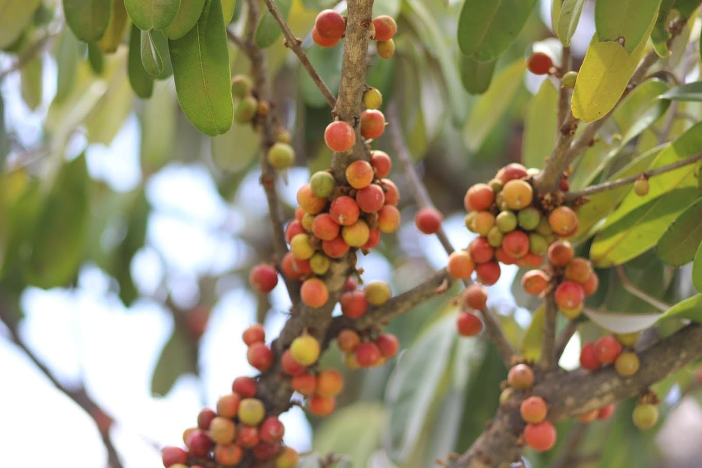 Laboratório de Ecologia